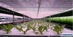 日本公司明年将开设生菜工厂，种菜机器人