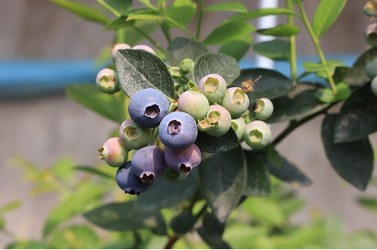 威海临港区借助“5G物联网”开展蓝莓种植